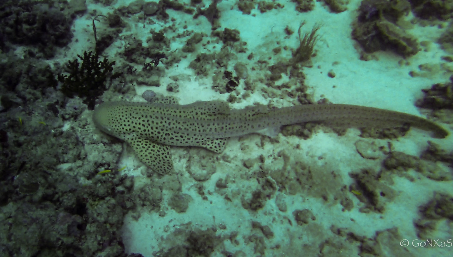 Foto tiburón leopardo